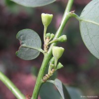 Breynia vitis-idaea (Burm.f.) C.E.C.Fisch.